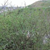 CenkSA